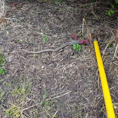 Garden snake  I recently  captured  at a customers  house.