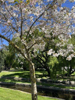 Blossoming trees in April