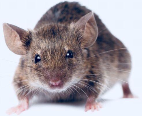 If you have Rodents/Mice, give us a Call for your FREE On-site Estimate Today.