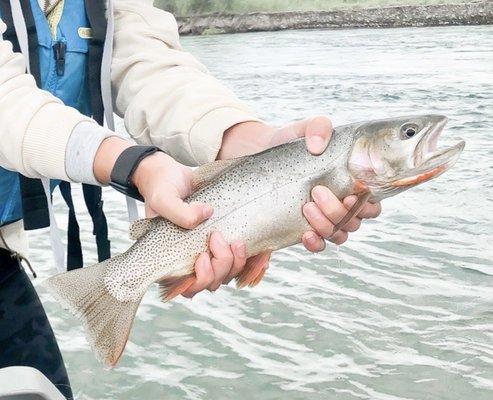 Cutthroat trout