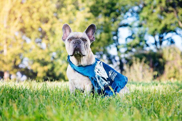 Pet Hero Gus shows off his cape following radiation treatment!