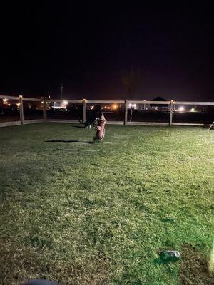 Dog park at night