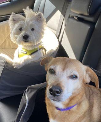 Gracie and my Winston with his before look (I get him groomed every 6 weeks)