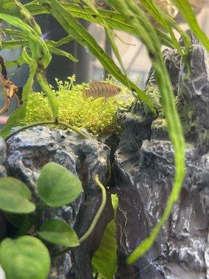 Scarlet Badis from Agnoquatics.