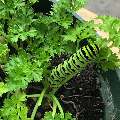 A Swallowtail Butterfly on parsley. Butterflies are another important pollinator. Keep them safe!