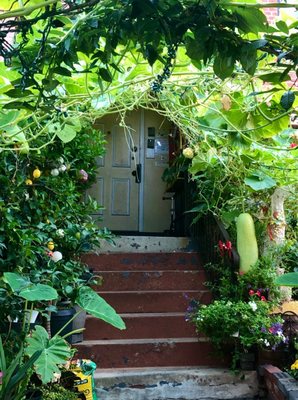 Check out the huge melons growing in their garden ( right side )