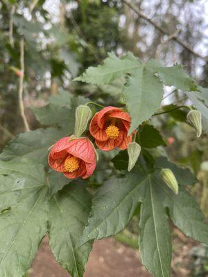 Chinese lantern flowers in bloom!