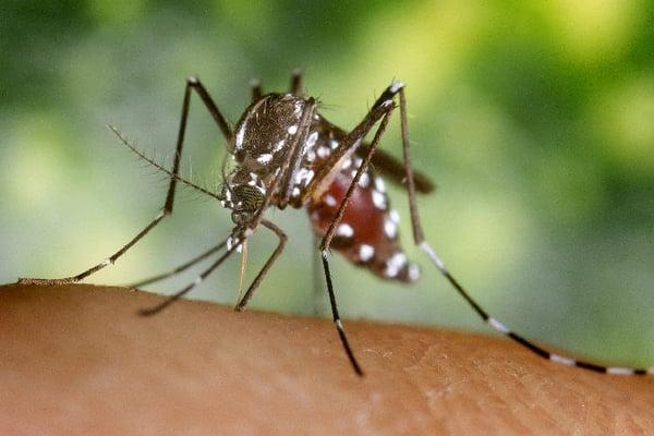 Passport Health helps you understand mosquito protection.