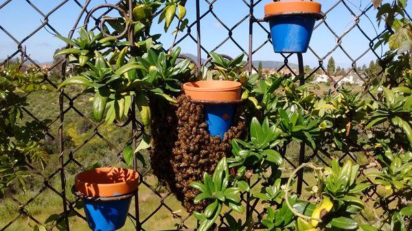 Hi Pete, Here is the pictures of the bees in my backyard you can e mail me at spdougf@gmail.com Thank you Espie