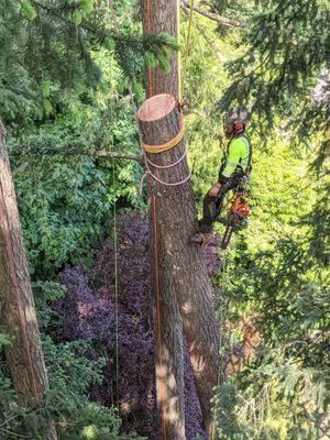 Daniel Goss, removal of uprooted fir tree that laid over into another fir tree.