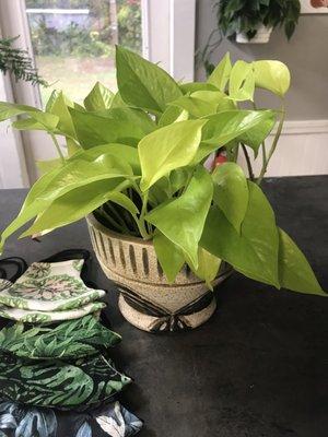 Neon Pothos