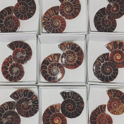 Polished Ammonite Pairs 1-2 inch