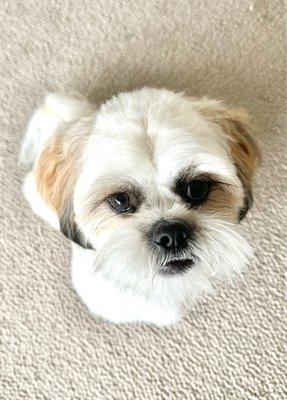 Breed: Shih Tzu