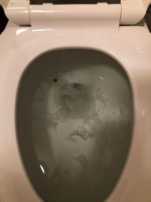 A live spider! Coming out of the toilet while overflowing with my neighbors waste.