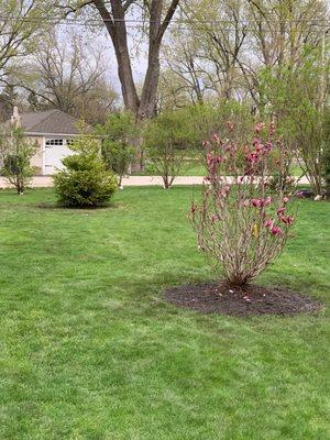 Planted Norway Spruce and Magnolia Betty Lilly from Perricone