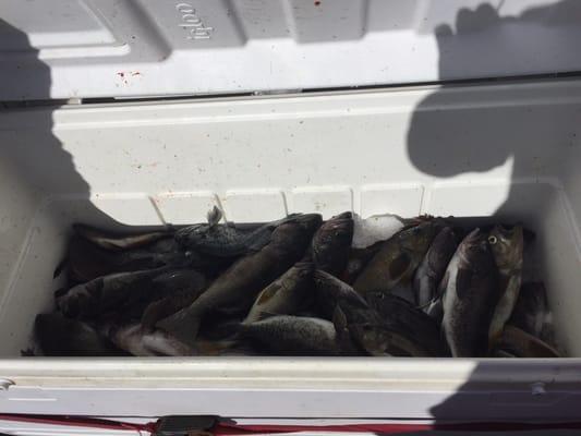 59 Rock cod in one day