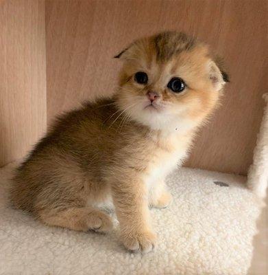 Are you looking for a beautiful Scottish fold kitten? Text or call us at 716-220-7777