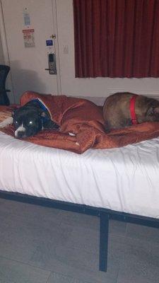 Our pitties must have had a awesome time they was so tired when we got back to the motel they had fun there I could tell thanks ladies...