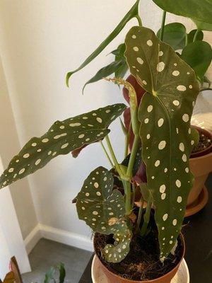 Begonia Maculata 4". I don't usually name my plants but his name is Yoshi like Super Mario haha!