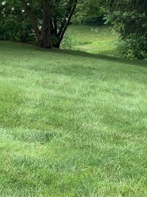 Bed of weeds turned lush