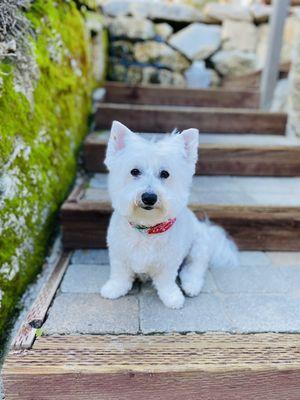 Beautiful puppy cut.