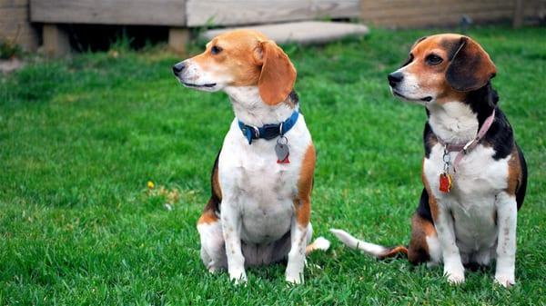 Gracie and Shiloh