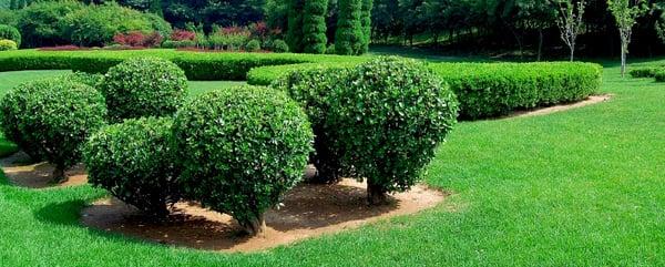 Tree and Shrub Care in Frederick MD