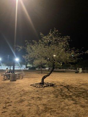 Decorative tree, dirt, participants in dog park fun, and dogs looking for the best ball.