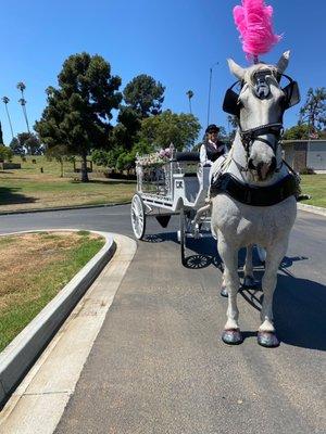 Inglewood Cementry G&F Carriages horse drawn hearse