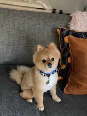 Archie the Pom fresh from his groom with Ivan