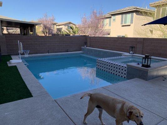 Pool with full dog