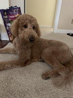 Michelle did an amazing job grooming my doodle!