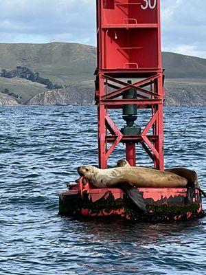 Seals seen on our excursion.