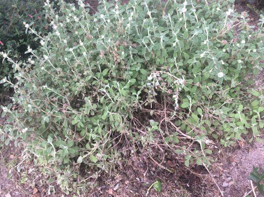 LanDesign “raked” these once lovely drought resistant plants  leaving dead parts amidst the new blooms!