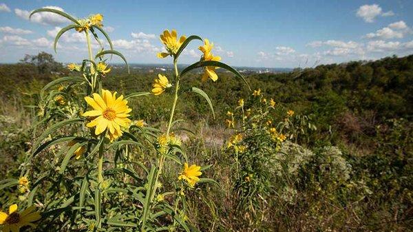 Sunflowers blooming in the Branson Hills, Missouri.