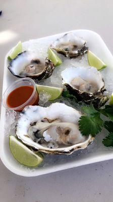 Fresh oysters