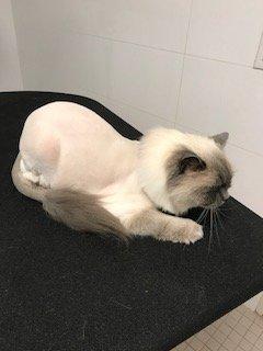 Allegra_Lioncut, Ragdoll Cat