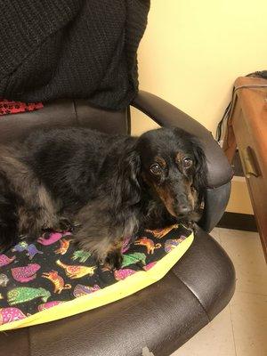 Bath and nail trim for Rennie.... then he jumped into the office chair to wait for his dad.