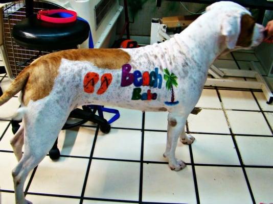 Beach theme in American Bulldog at Boerne Grooming