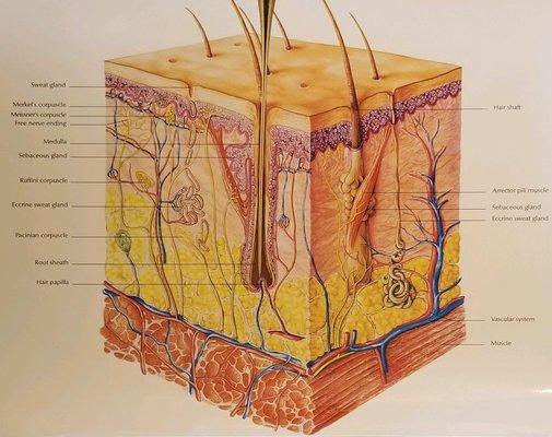 This is a diagram of a hair follicle. During our consultation I will cover exactly how we will destroy your unwanted hair.