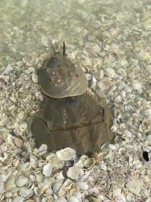 Horseshoe crabs