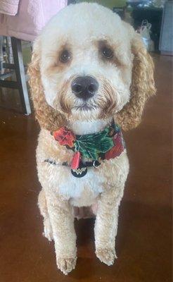 My pup after being groomed so short and given a poodle dome!