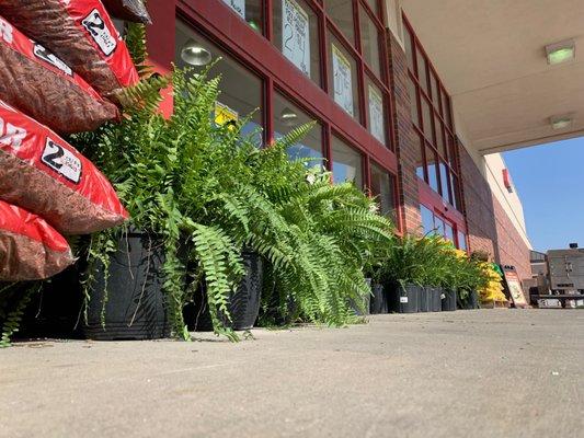 Plants out front