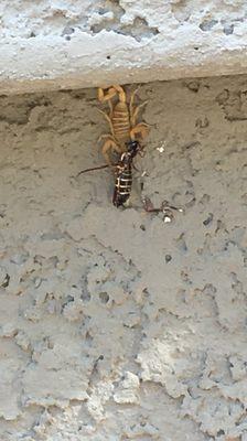 Lovely scorpion on my patio....eating a wasp. Also found one eating a grasshopper on my door but unfortunately don't have that photo.