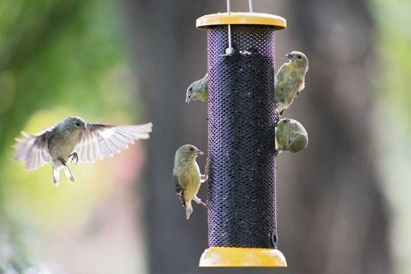 goldfinch eating niger seed