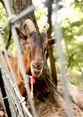 Riverside Park Goat