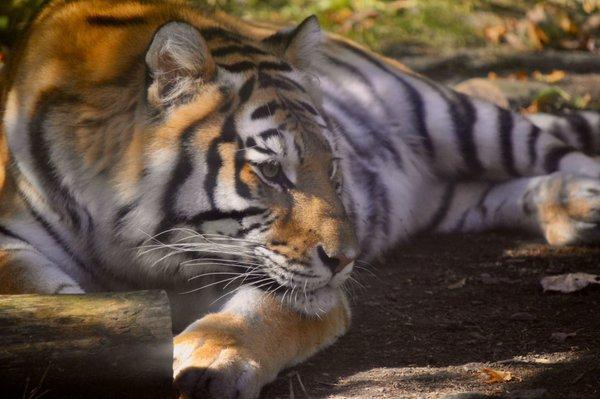 Claws 'N' Paws Animal Park