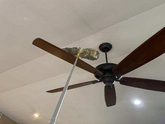 Dusting ceiling fans is essential...