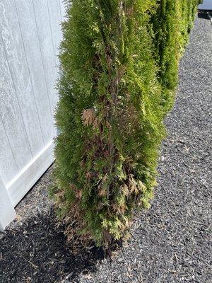 Dead brown foliage all over the newly planted trees