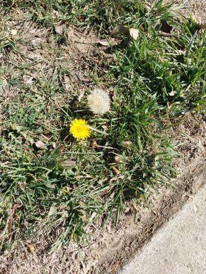 flower of togetherness next to cosmos flower of love good luck sign